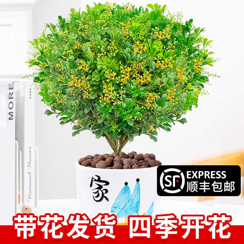 速发米兰盆栽茉莉室内驱蚊绿物植浓香四季开花苗好厅台客养花卉