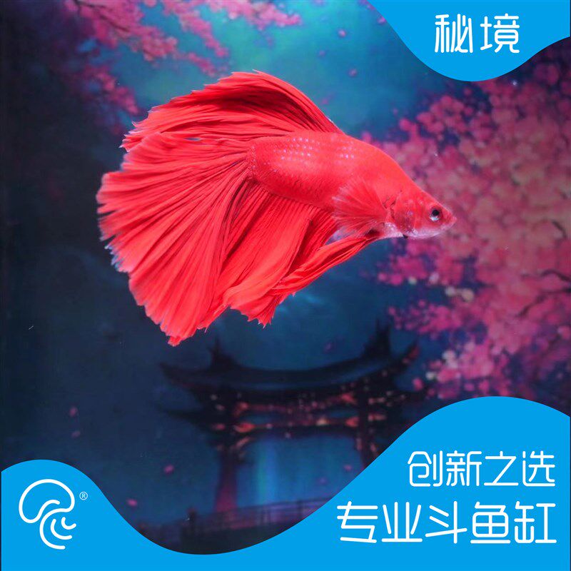速发方寸秘公斗鱼缸客厅生态桌缸鱼面办境室造景养鱼创意迷你水族