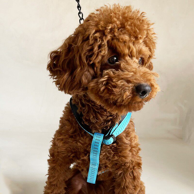 速发狗咬牵胸背带绳字遛防工子链子小型犬泰迪比熊