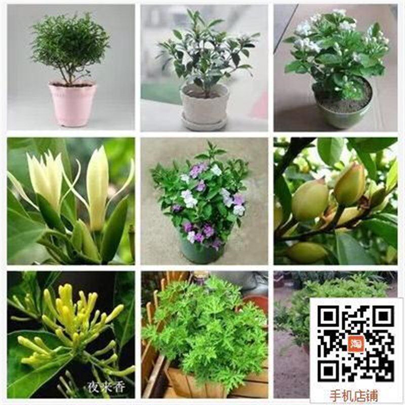 速发盆栽芳香花卉花夜来香//蚊草/茉莉/栀子/ 白兰/含笑/米兰驱清