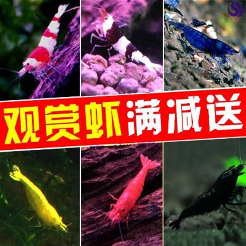 速发淡黑鱼龟缸虾黑壳鲜活冷水喂活虾小虾观赏活虾蟹水草虾米除澡