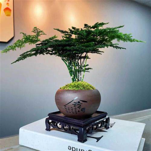 速发文竹盆型植物大文竹苗盆景造景室培水内文竹文竹绿植懒人客厅