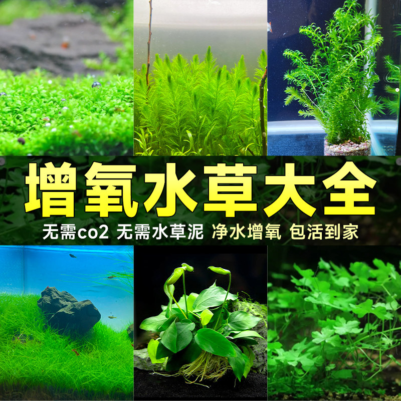 速发【鱼缸】增氧水草植物造氧净化水鱼质缸水草植物真草造景套餐
