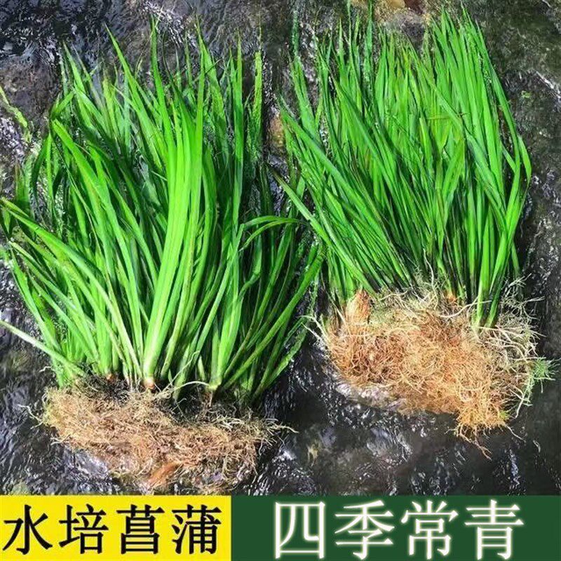 速发水景石菖蒲水生盆培鱼龟缸造景水养花草过滤盆栽安常绿植四季