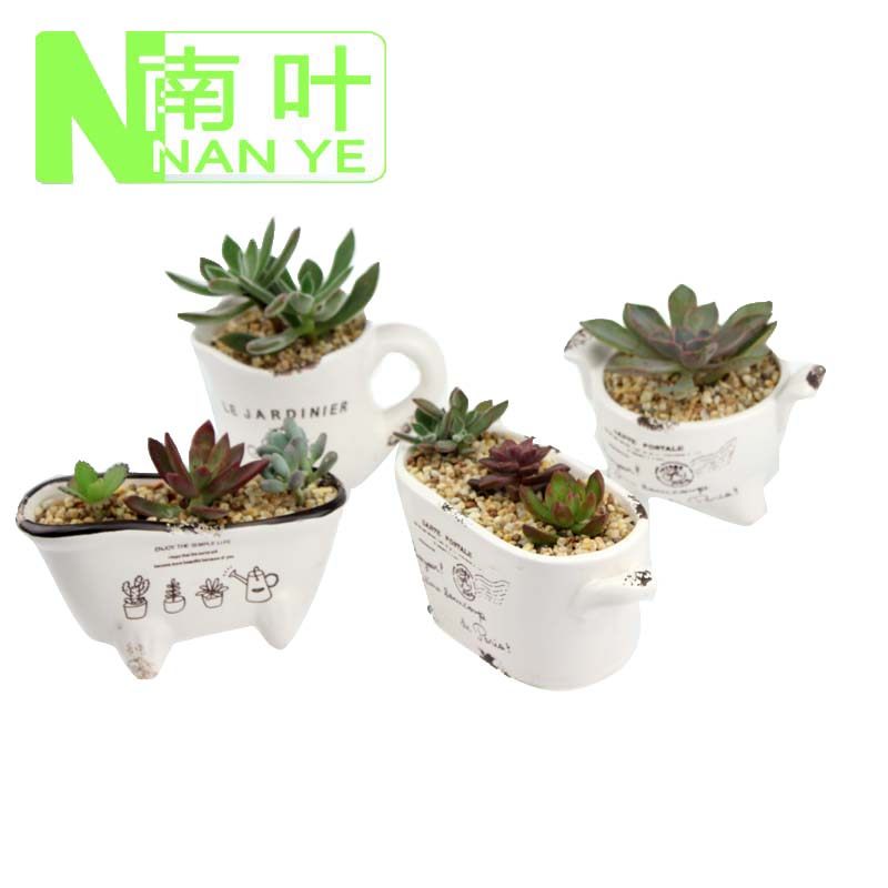 速发复古花盆 小浴盆 多肉盆花花缸 盆 茶杯花盆 多肉花盆 花盆