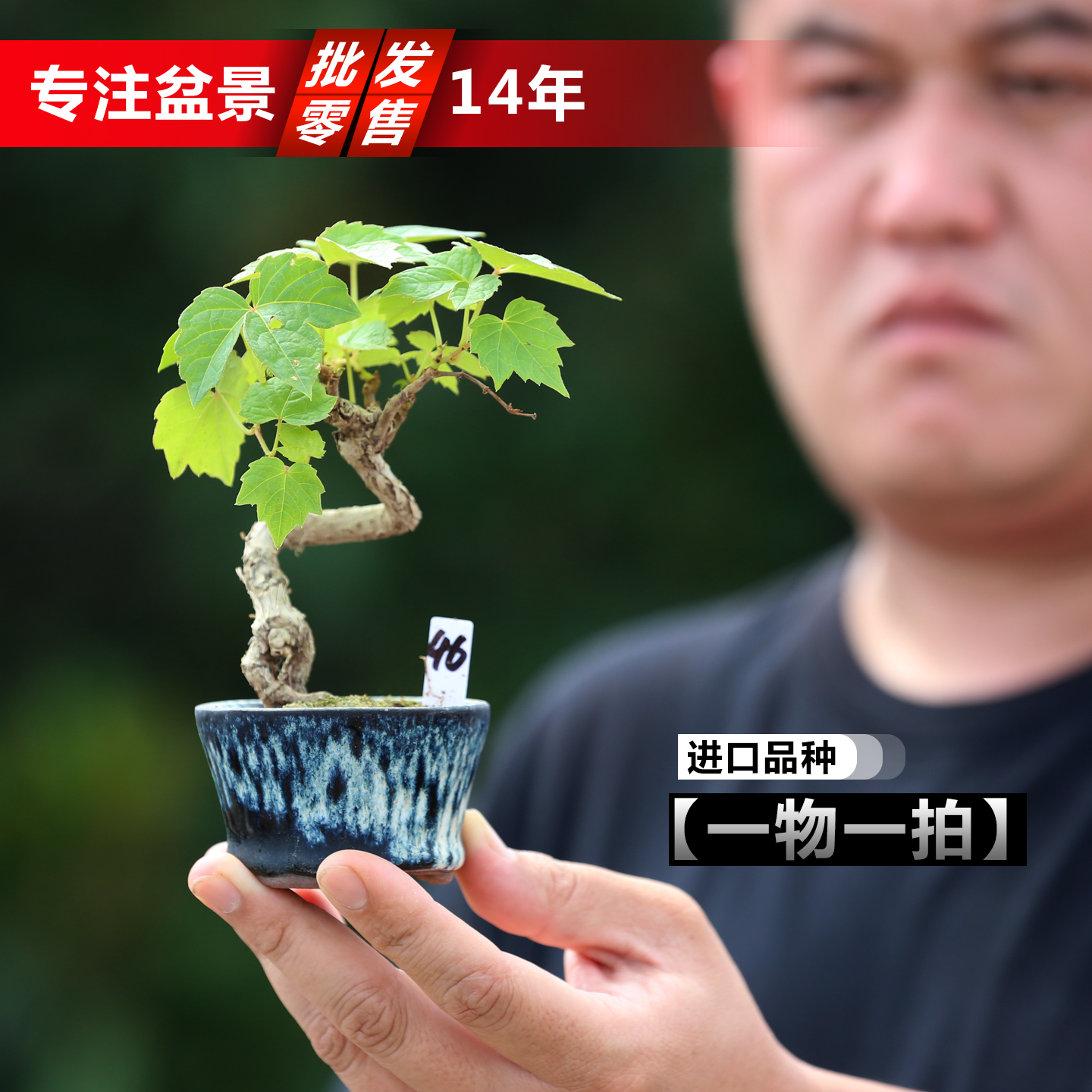 进口精品提根三叶爬山虎造型微盆景红叶爬山虎小老桩掌上盆景盆栽