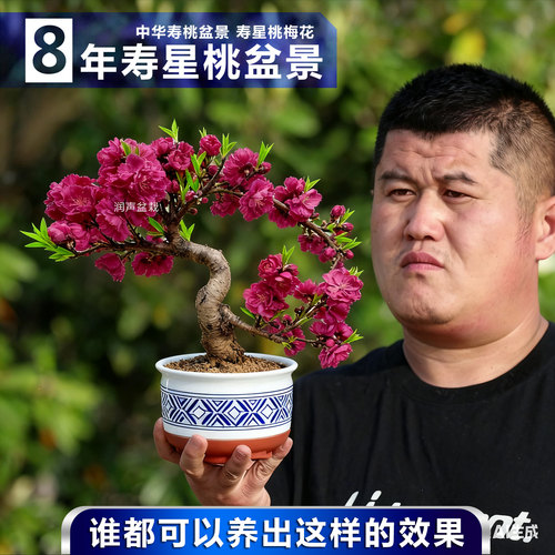 寿星桃盆景重瓣寿心桃梅花盆栽8年老桩Ｓ型造型盆景耐寒桃花树苗