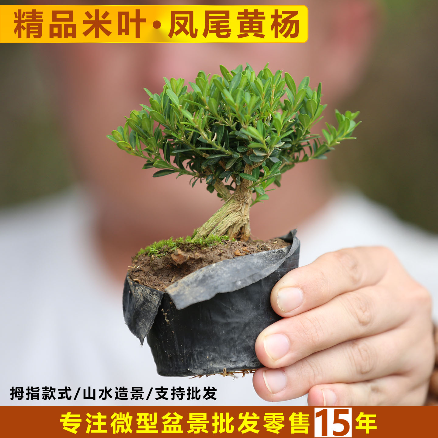 小叶凤尾珍珠黄杨微盆景凤凰山米叶黄杨爆皮皱皮雀舌凤尾黄杨盆景