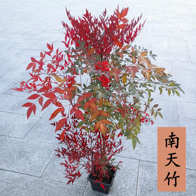 南天竹盆栽红叶天竺大花树苗水培火焰老桩盆景结果植物果植物耐寒