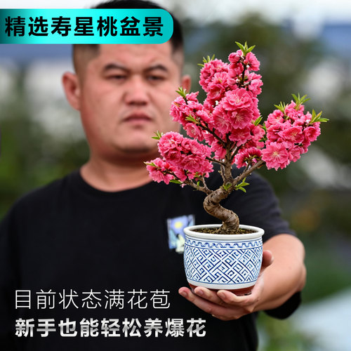 寿星桃盆景重瓣寿心桃花盆栽满花苞老桩Ｓ型造型盆景耐寒桃花树苗