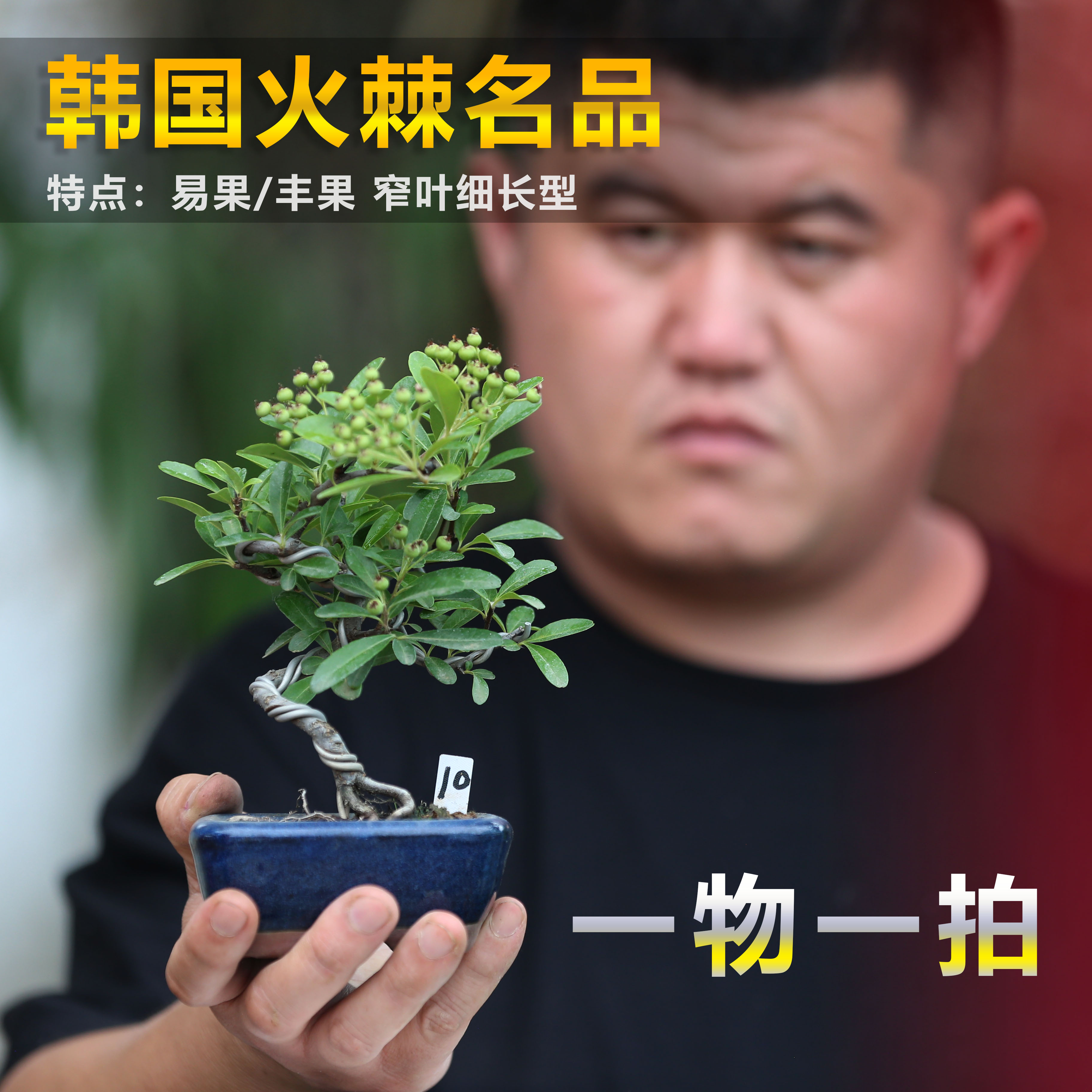 精品小品韩国火棘盆景韩国红果大果火棘造型盆景观花观果一物一拍