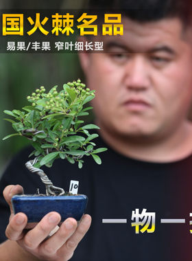 精品小品韩国火棘盆景韩国红果大果火棘造型盆景观花观果一物一拍