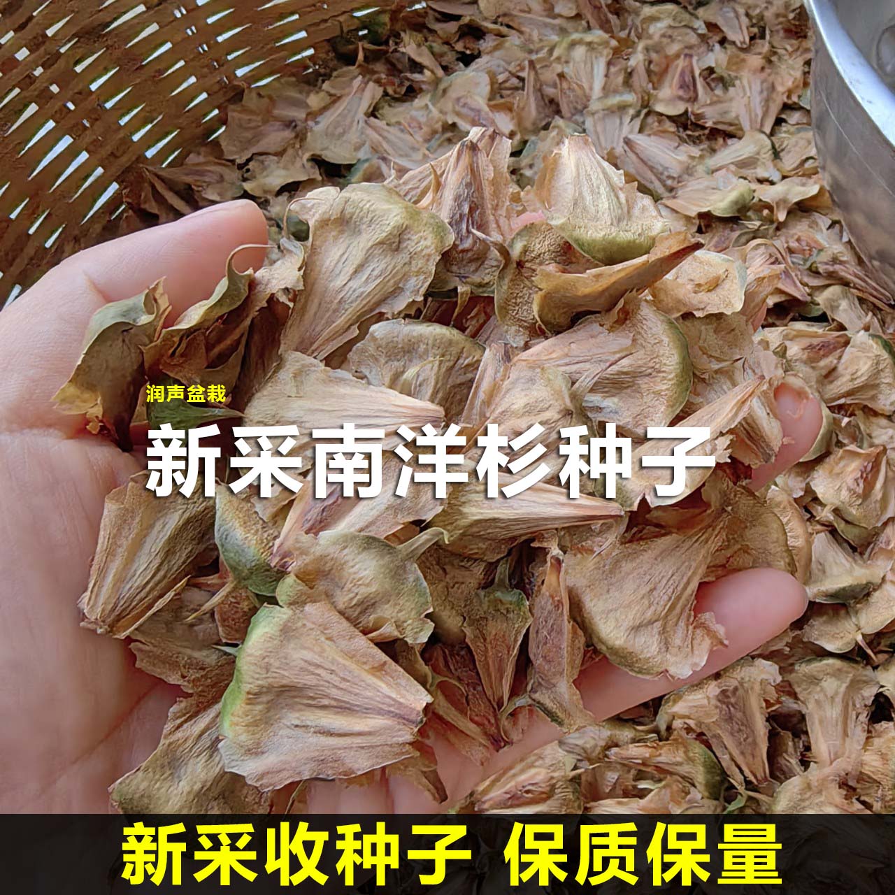 新采南洋杉种子 新上市的南洋杉种子 南洋杉种子籽 500克林木种子