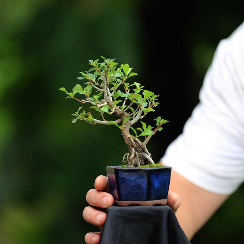 微型盆景 掌上盆景 造型盆景 迷你微盆景 观果盆景 一物一拍 实物