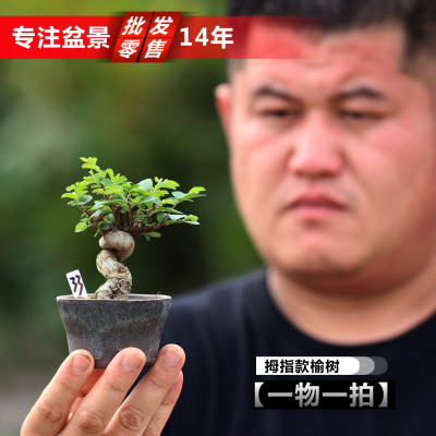 矮霸坨子拇指盆景榔榆盆景小叶榔榆微型盆景指尖迷你榆树造型盆景