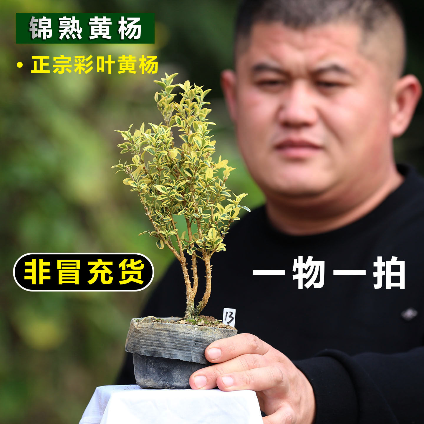 欧洲进口日本锦熟黄杨斑入黄杨盆景素材正宗金边黄杨彩叶黄杨大苗