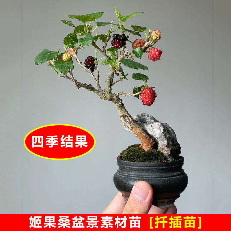 进口小叶姬果桑盆景扦插苗 四季果桑盆景素材苗 室内阳台微型盆栽