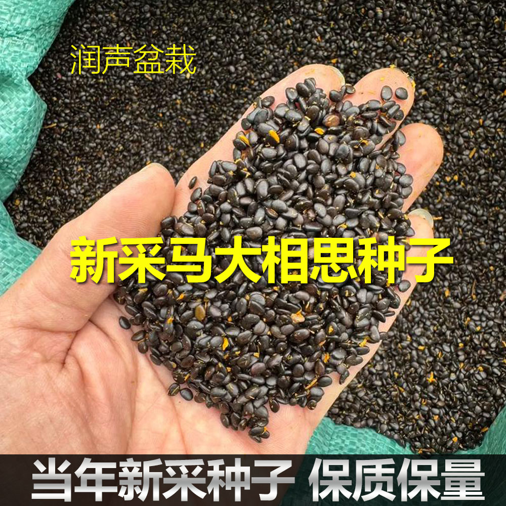 当年新采马大相思树种子马大相思种籽马占 肯氏 大叶台湾相思树种