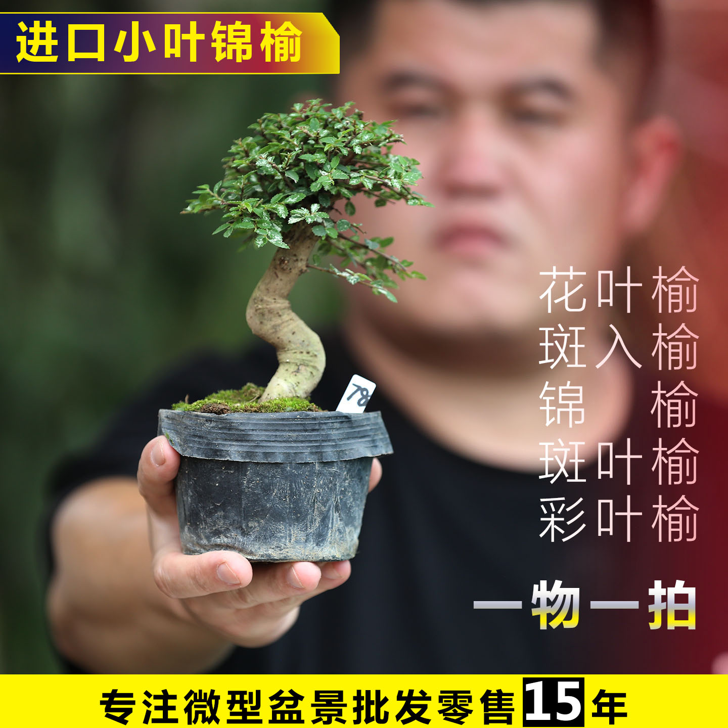 进口小叶锦榆斑叶榆斑入榆稀有彩叶榆树矮霸造型盆景花叶榆树盆景图片