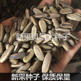 新采凤凰木树种子凤凰木种籽林木种子多年生景观绿化工程观叶种孑