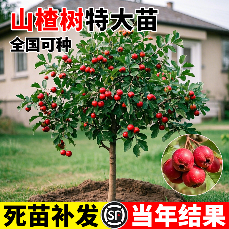 山楂树大树活苗无籽甜红子黄山楂树苗南北方种植庭院地栽果树果苗