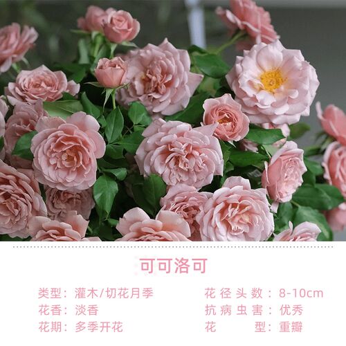雷叔的花园可可洛可灌木切花月季花苗带盆栽好多季开花复色花朵