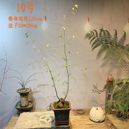 文人小叶簕竹阳台室内外桌面勒竹熟树桩绿植庭院花园盆景茶馆盆栽
