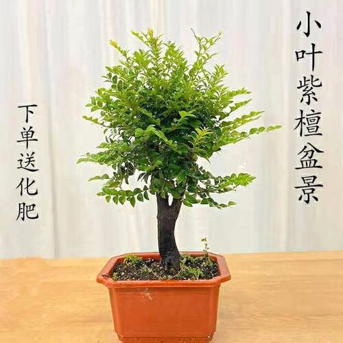 小叶檀香紫檀木盆景树桩室内绿植盆栽紫檀四季常青植物黑檀黑骨茶