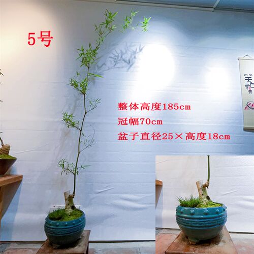 文人小叶簕竹阳台室内外桌面勒竹熟树桩绿植庭院花园盆景茶馆盆栽