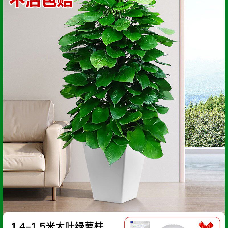 绿萝柱绿箩绿植室内大盆栽植物吸大型绿植/成品组合盆