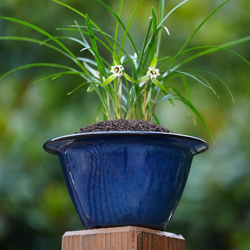 轻奢 秦夕洪66号 名家手制宝蓝釉紫砂兰花盆 春兰建兰松柏盆景盆