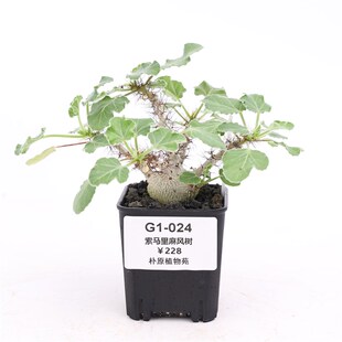 【朴原】索马里白皮麻风树 Jatropha marginata块根多肉绿植盆栽