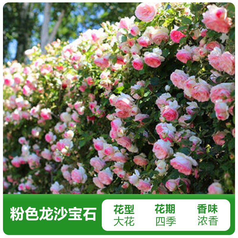 胭脂扣爬藤月季花苗四季开花卉绿植物野蔷薇盆栽带花苞特大花玫瑰