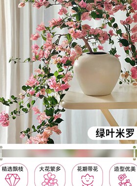 三角梅爬藤四季开花植物室内阳台花卉盆栽带花勤花马斯三角梅花苗