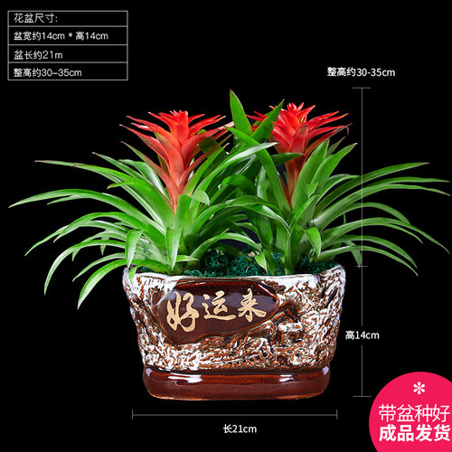 鸿运当头盆栽花卉植物室内花客厅四季开花好养活凤梨水培绿植阳台