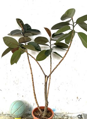 黑金刚橡皮树吸甲醛易网红室内大小盆栽植物一物一拍热带雨林耐旱