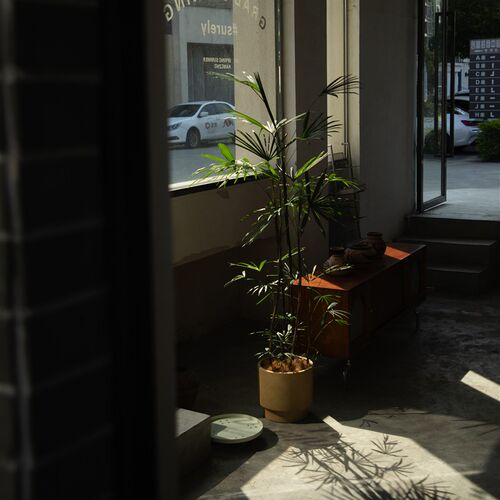 大地植物工作室细叶金山棕榈棕竹室内大型绿植落地大盆栽植物