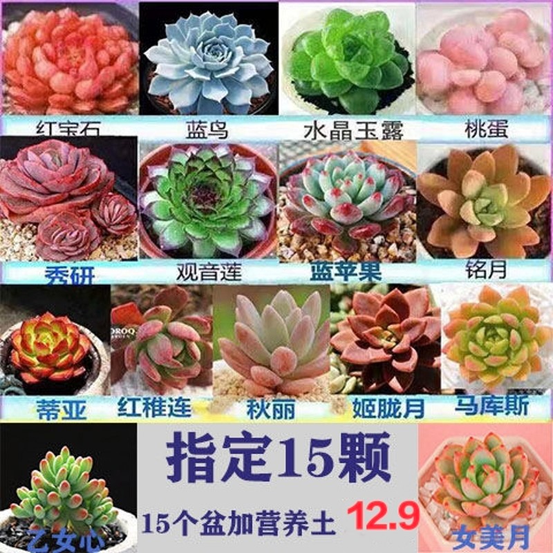 多肉 多肉植物 盆栽组合 豪华套餐桃蛋 黄丽 红宝石 绿植花卉园艺