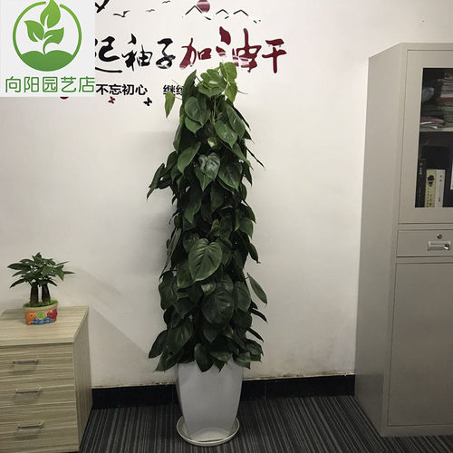 广州盆栽植物花卉心叶藤也叫心叶小绿萝除甲醛绿植净化空气好帮手