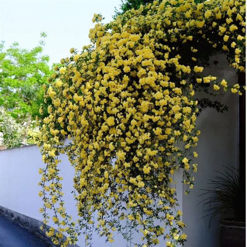 重瓣黄木香花苗爬藤植物庭院阳台盆栽多花蔷薇藤本花卉浓香四季开