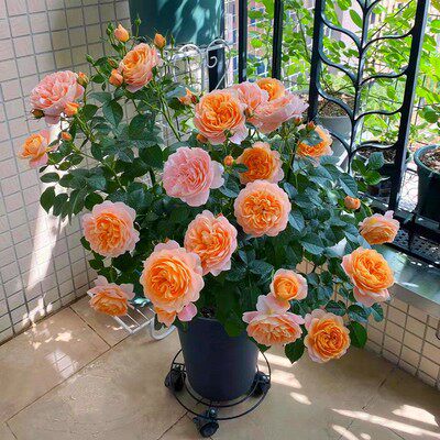 新品进口罗莎大花浓香玫瑰花苗四季开花月季果汁阳台盆栽庭院耐寒