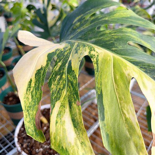 龟背竹锦白锦洒金龟背竹 室内观叶植物热带植物绿植盆栽 花海一隅