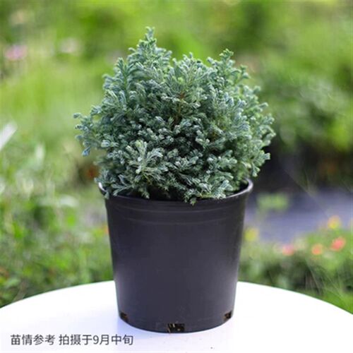 蓝湖柏蓝色波尔瓦盆栽花苗花柏树观叶庭院阳台圣诞树耐寒花镜植物