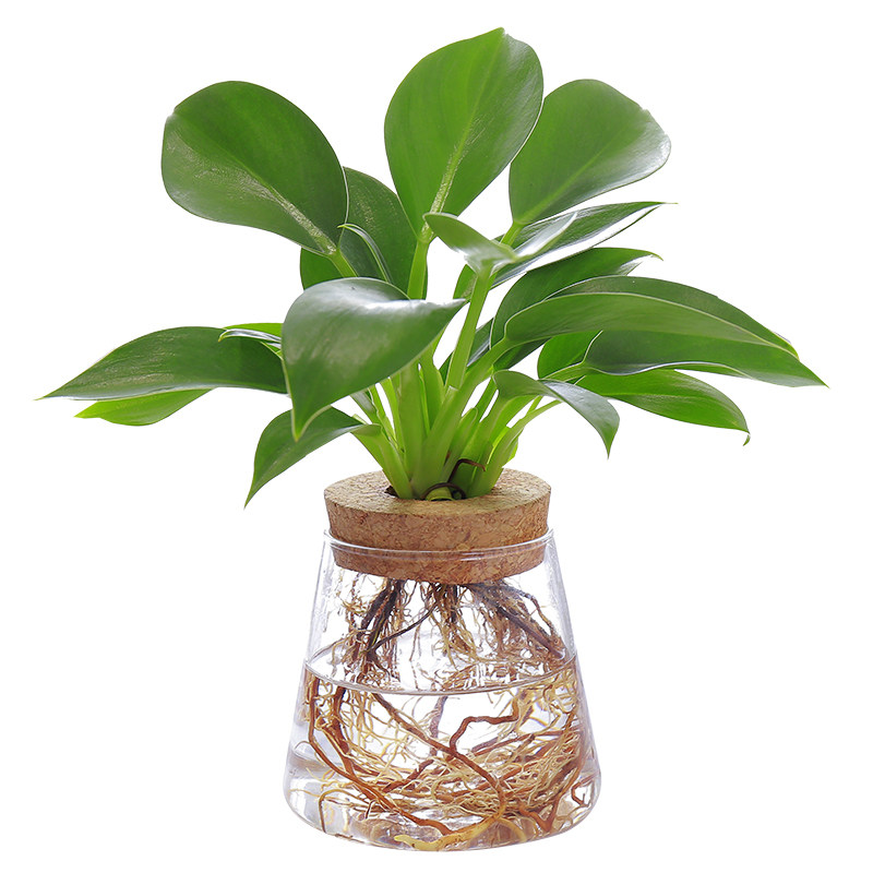 热销桌面创意水培植物玻璃花瓶透明简约水生养植物绿萝.容器桌面
