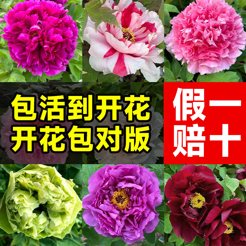 牡丹花苗盆栽正宗菏泽洛t阳芍药花大苗带芽荷泽室内外观赏花卉树