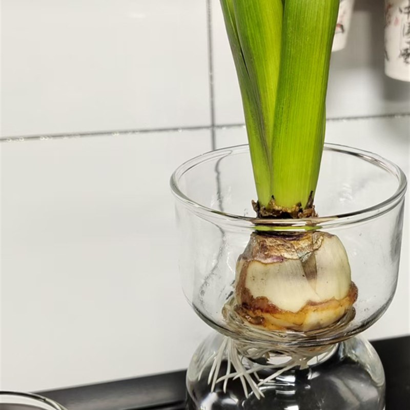 热销欧式风信子水培花瓶t透明玻璃水培器皿风信子郁金香种球水培图片