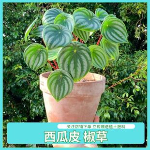 竹芋西瓜皮海芋盆栽桌面ins绿植北欧进口观叶植物室内好养网红