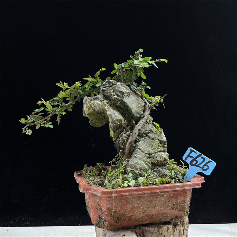 新品销新抱石盆景植物雀梅罗汉A松树抱石六月雪对节白蜡黄杨高提