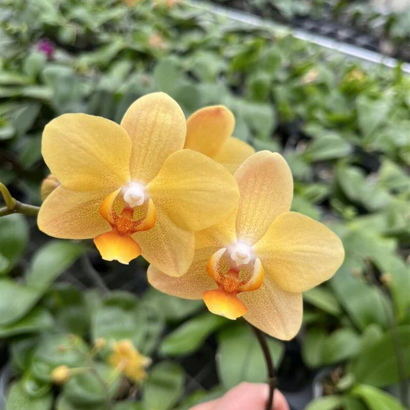 新品闻澜原内生趣味蝴蝶兰高一档蝴蝶兰室Q花卉一物拍(高)