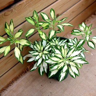 极速进口六出花锦盆栽花叶宿根花A卉多年生花期长耐寒稀有花卉观